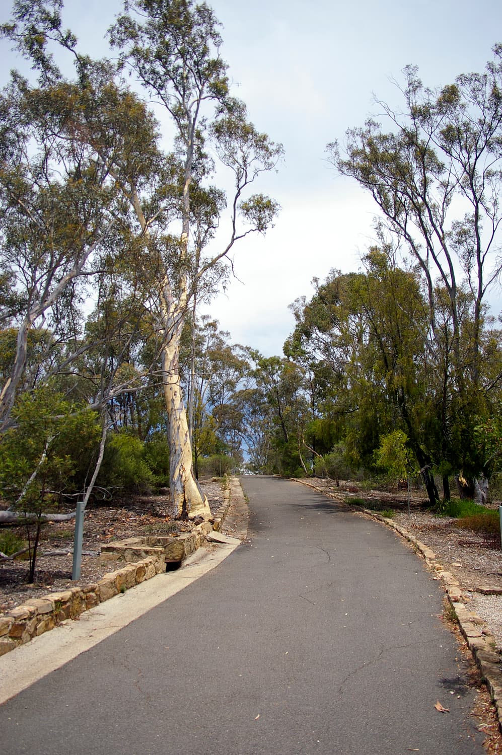 A quiet path through native plantings at the Australian National Botanic Gardens in Canberra.