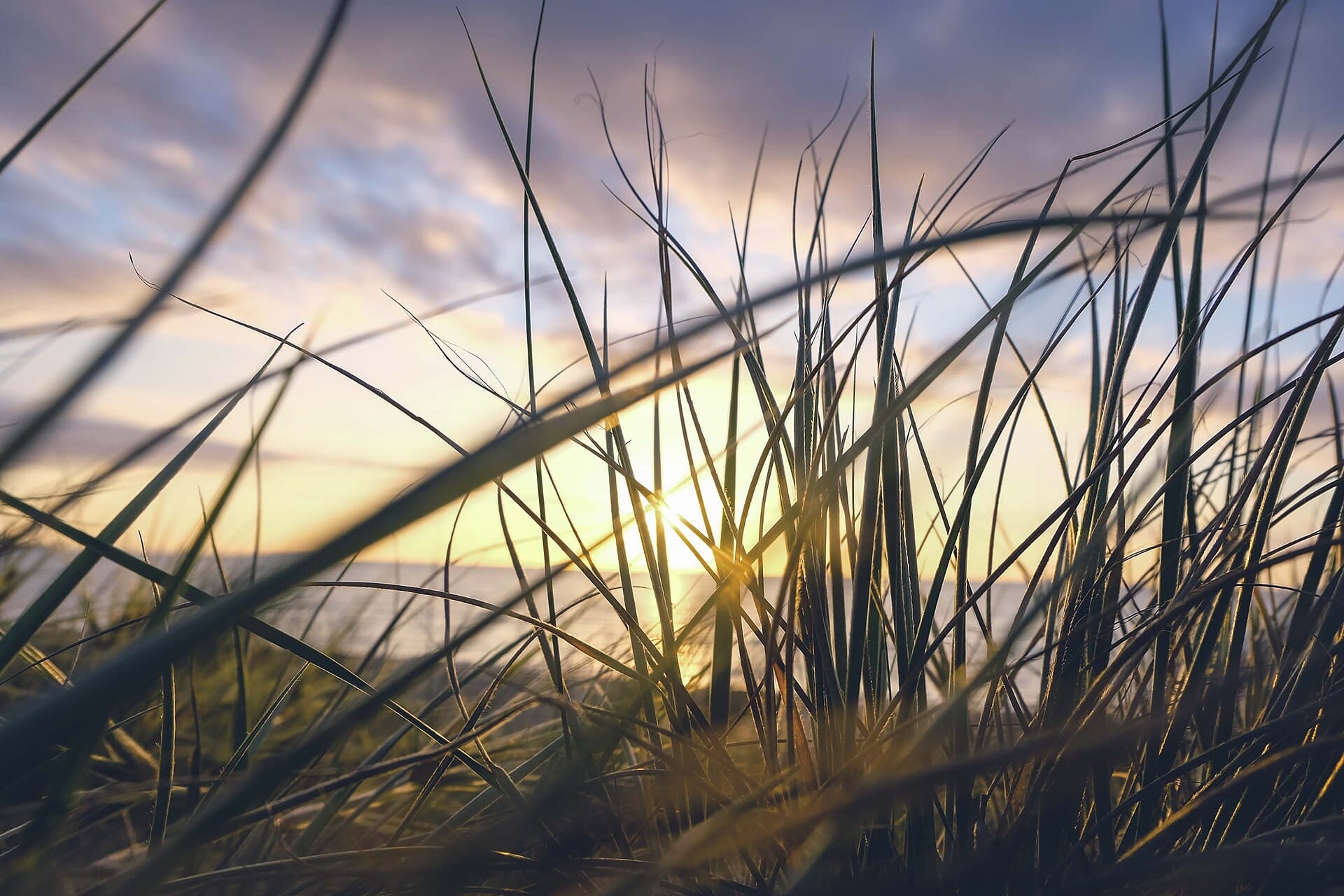 Golden hour light seen through tall coastal grass on the Frankston foreshore.