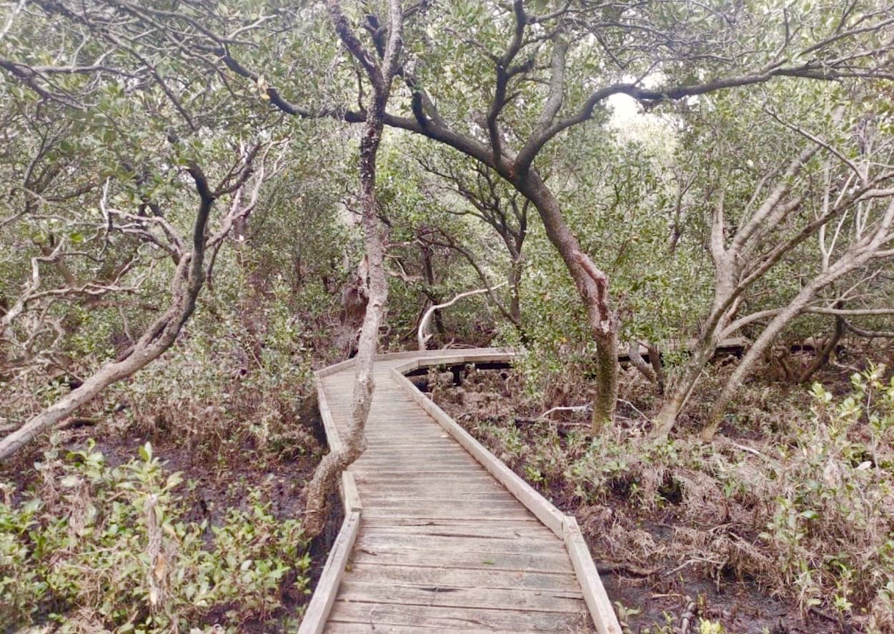 A timber boardwalk curving through mangrove forest at St Kilda, South Australia, the sort of path that asks for one step at a time.