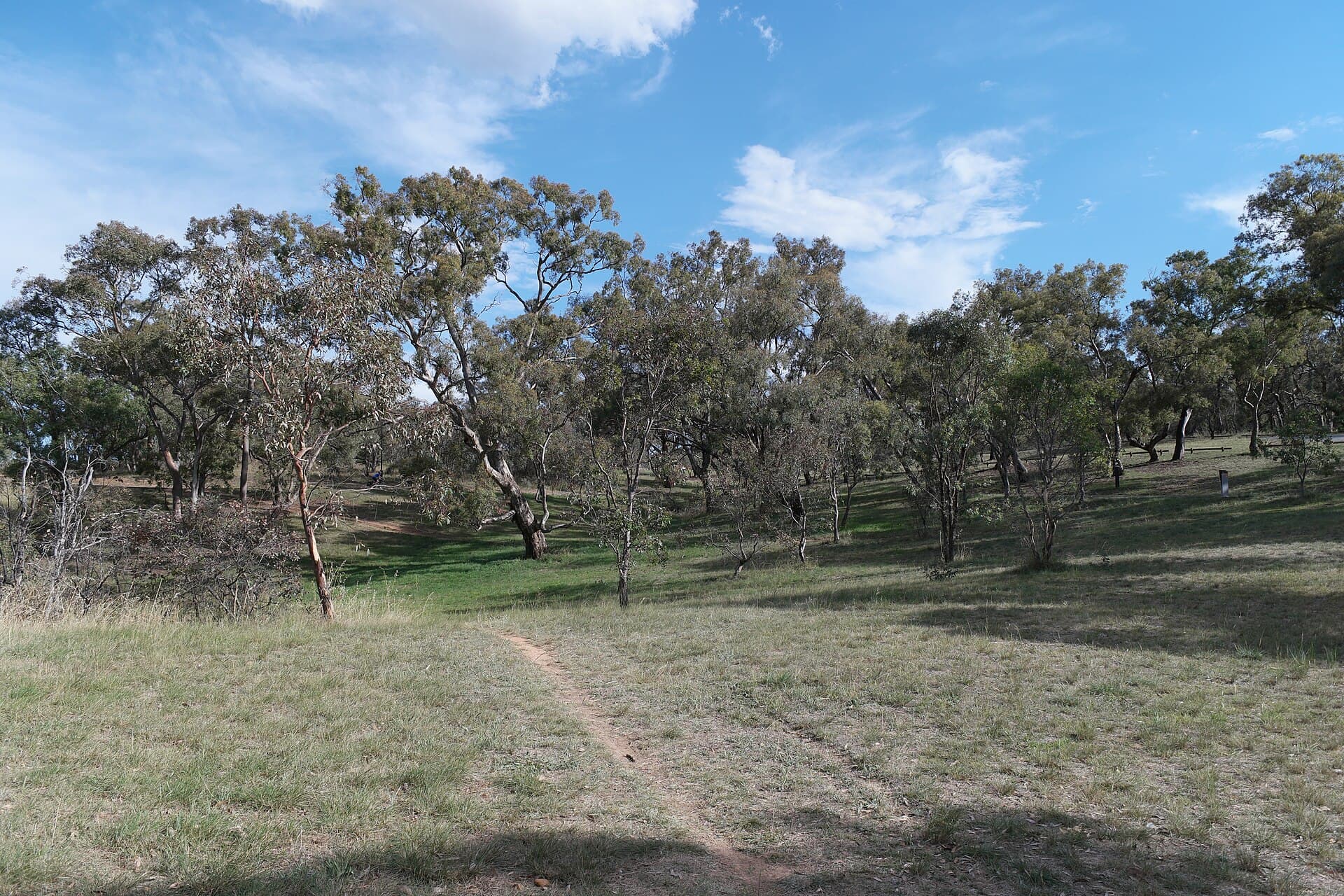 A grassy trail and trees along the foreshore of Lake Burley Griffin in Canberra.